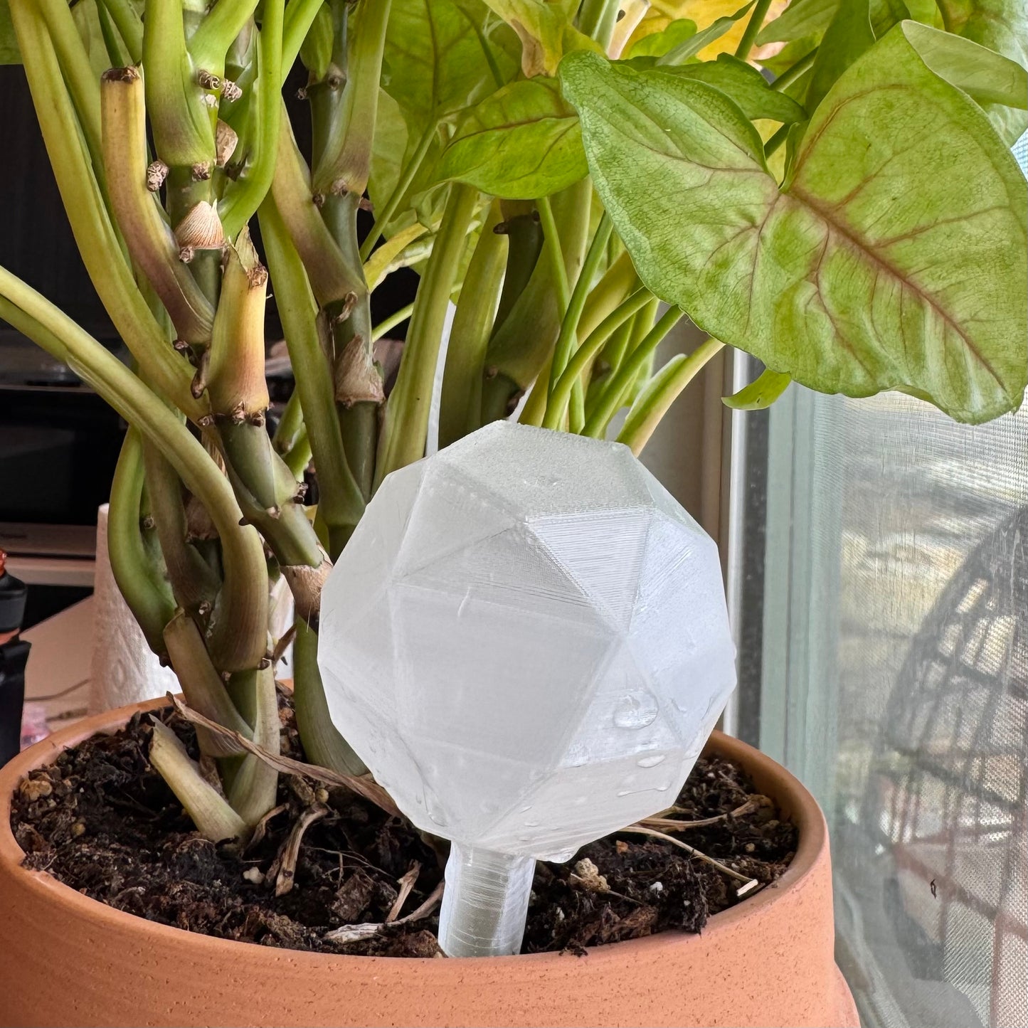 Geometric Plant Self-Watering Globe 🌿💧